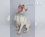 Small #27 American Staffordshire Terrier