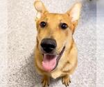 Small #1 Carolina Dog Mix