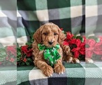 Small Photo #7 Goldendoodle (Miniature) Puppy For Sale in NOTTINGHAM, PA, USA