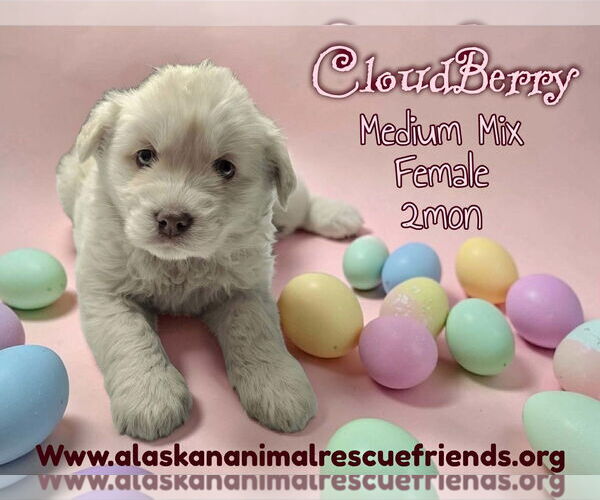 Medium Photo #1 Australian Shepherd-Unknown Mix Puppy For Sale in Anchorage, AK, USA