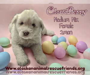 Australian Shepherd-Unknown Mix Dogs for adoption in Anchorage, AK, USA