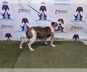 Mutt Dogs for adoption in Orlando, FL, USA