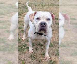 American Pit Bull Terrier Dogs for adoption in Akron, OH, USA