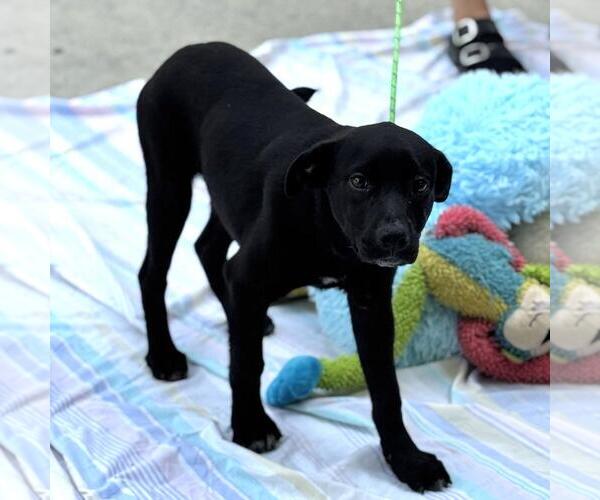 Medium Photo #4 Chocolate Labrador retriever-Unknown Mix Puppy For Sale in Yardley, PA, USA