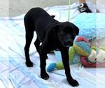 Small #3 Chocolate Labrador retriever Mix