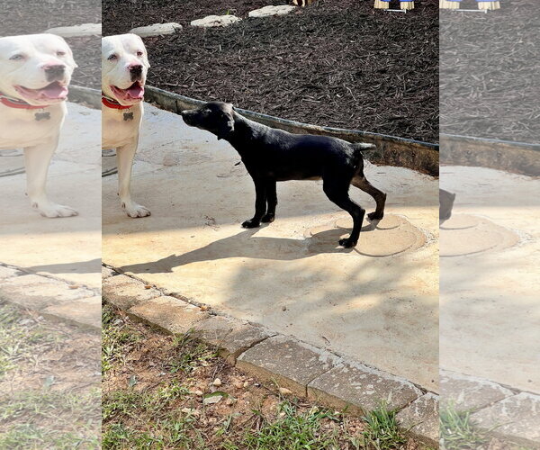 Medium Photo #5 Catahoula Leopard Dog-Labrador Retriever Mix Puppy For Sale in Lakemont, GA, USA