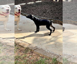 Huey - Male Catahoula Leopard Dog-Labrador Retriever Mix Dog for Adoption - Photo #5