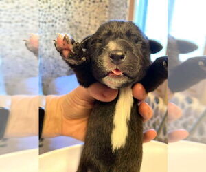 Medium Mutt