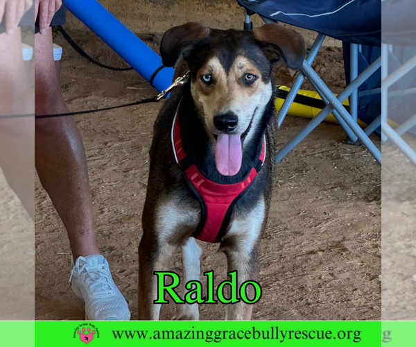 Medium Photo #1 Australian Shepherd-Unknown Mix Puppy For Sale in Pensacola, FL, USA