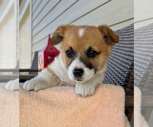 Pembroke Welsh Corgi Puppy for sale in CHEYENNE, WY, USA