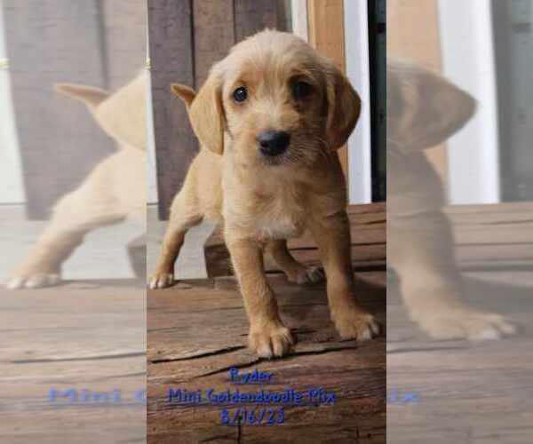Medium Photo #7 Goldendoodle (Miniature) Puppy For Sale in TOPEKA, IN, USA