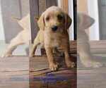 Puppy Ryder Goldendoodle (Miniature)