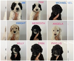 Goldendoodle-Sheepadoodle Mix Puppy for sale in VISTA, CA, USA