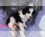 Small Photo #4 Aussiedoodle Miniature  Puppy For Sale in DURHAM, CT, USA