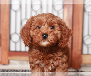 Goldendoodle (Miniature) Puppy for Sale in NAPLES, Florida USA