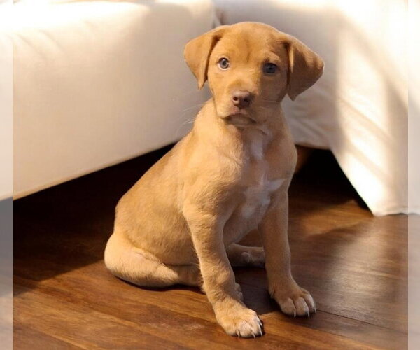 Medium Photo #1 Labrador Retriever-Unknown Mix Puppy For Sale in Mobile, AL, USA