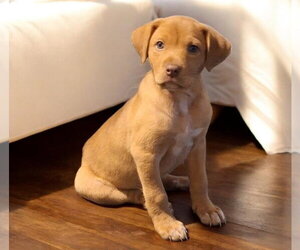 Labrador Retriever-Unknown Mix Dogs for adoption in Mobile, AL, USA