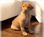 Small Labrador Retriever Mix