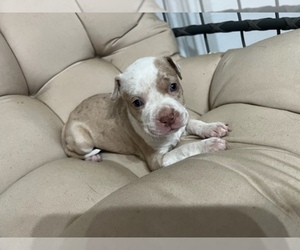 American Pit Bull Terrier-Catahoula Leopard Dog Mix Puppy for Sale in LIVERPOOL, New York USA
