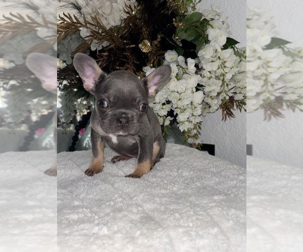 Medium Photo #6 French Bulldog Puppy For Sale in SPRING HILL, FL, USA