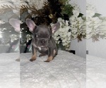 Small #5 French Bulldog