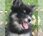 Small Photo #27 Pomsky Puppy For Sale in BAXTER, TN, USA