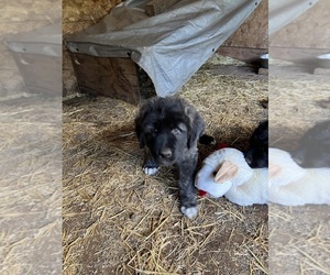 Anatolian Shepherd-Caucasian Shepherd Dog Mix Puppy for sale in ANCHORAGE, AK, USA
