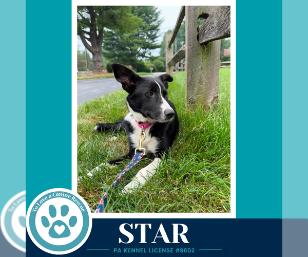 Medium Photo #2 Border Collie-Unknown Mix Puppy For Sale in Kimberton, PA, USA