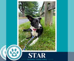Small #1 Border Collie Mix