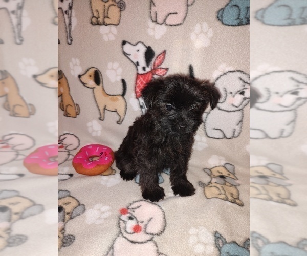 Medium Photo #10 YorkiePoo Puppy For Sale in LAPEER, MI, USA