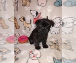 Small Photo #10 YorkiePoo Puppy For Sale in LAPEER, MI, USA