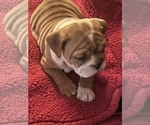 Small Photo #7 Bulldog Puppy For Sale in STEUBENVILLE, OH, USA
