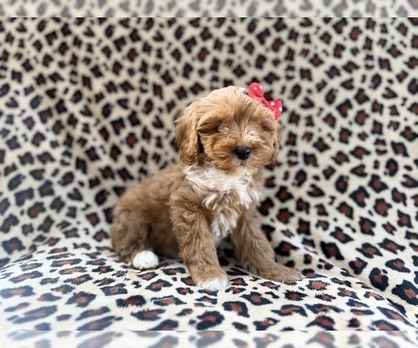 Medium Photo #5 Cavapoo (Miniature) Puppy For Sale in LAKELAND, FL, USA