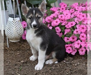 German Shepherd Dog-Siberian Husky Mix Puppy for sale in FREDERICKSBG, OH, USA