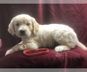 English Cream Golden Retriever Puppy for sale in BANNING, CA, USA
