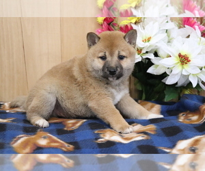 Shiba Inu Puppy for sale in SHILOH, OH, USA