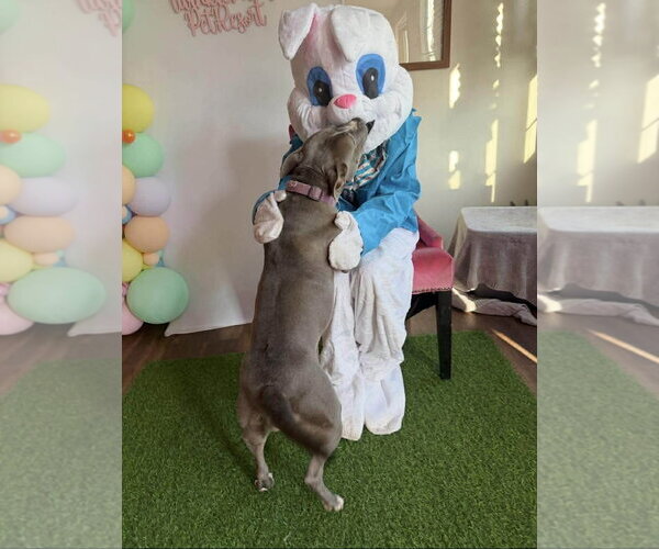 Medium Photo #2 Staffordshire Bull Terrier-Unknown Mix Puppy For Sale in Holly Springs, NC, USA