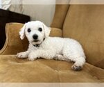 Small Photo #2 Bichon Frise Puppy For Sale in New Albany, OH, USA