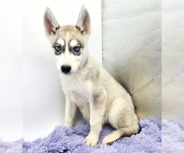 Medium Photo #2 Siberian Husky Puppy For Sale in SANDY HOOK, KY, USA