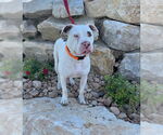 Small #15 American Pit Bull Terrier Mix
