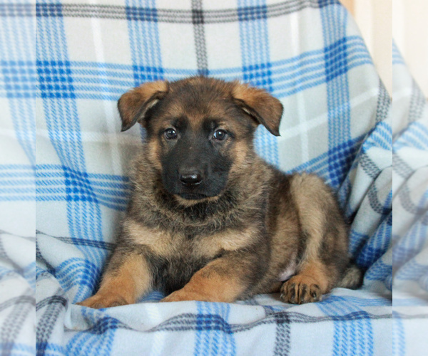 Medium Photo #5 German Shepherd Dog Puppy For Sale in GAP, PA, USA