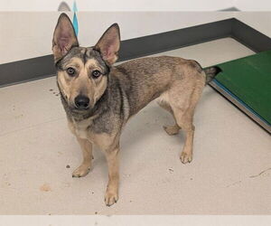 German Shepherd Dog-Unknown Mix Dogs for adoption in Corona, CA, USA