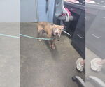 Small American Pit Bull Terrier Mix