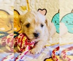 Small Photo #9 Yorkshire Terrier Puppy For Sale in FRESNO, CA, USA