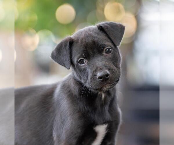 Medium Photo #2 Labrador Retriever-Unknown Mix Puppy For Sale in San Diego, CA, USA