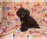 Small #8 Aussiedoodle Miniature 
