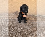 Small Photo #10 Goldendoodle (Miniature) Puppy For Sale in PAHRUMP, NV, USA