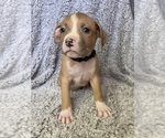 Puppy Logan American Bully