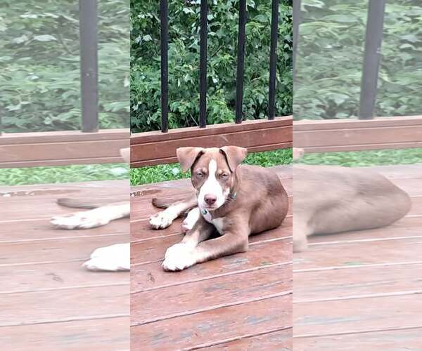 Medium Photo #3 Siberian Husky-Unknown Mix Puppy For Sale in pomfret, CT, USA