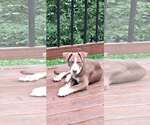 Small #2 Siberian Husky Mix